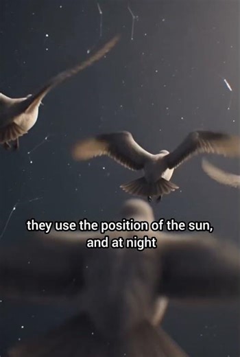 How Birds Fly Thousands of Kilometers Without Getting Lost #Bird #Animal #Nature #WildlifeScience