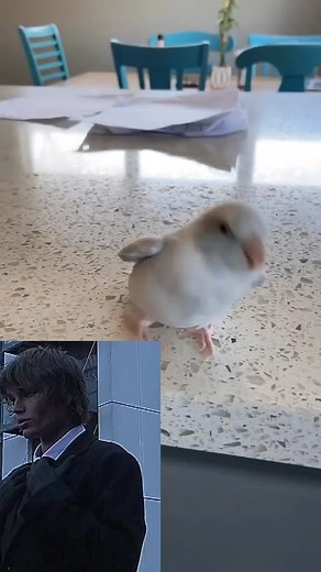 Explorando el significado de mogeo y el arte de mewing