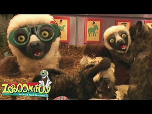 J'espionne oeil | Zoboomafoo Française - WildBrain | Apprenez-en plus sur les Animaux!