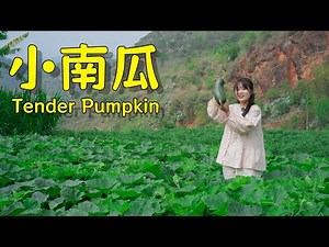 摘一颗鲜嫩南瓜，煮出满满夏日烟火味【叫我阿霞Channel】