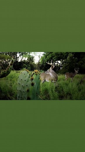 13K views · 96 reactions | A little reverse angle bowhunting action to get y’all amped up for deer season!! #elusivewildlifetv #elusivewildlife #pigoil #thekilllight #killlight #hoghunting#texashoghunting #texas #ownthenight #texashillcountry #texashunting#bowhunting #texasbowhunting #westtexas | Elusive Wildlife Technologies, LP | Facebook