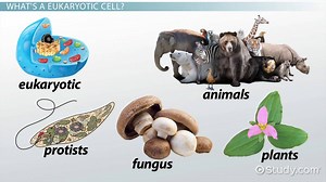 Eukaryotic Cells Definition: Lesson for Kids - Video | Study.com