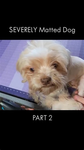 SEVERELY Matted Dog - Part 2