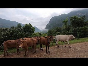 Life of Laos Village: Walking from Ban Na to Houay Sen, Muang Ngoi
