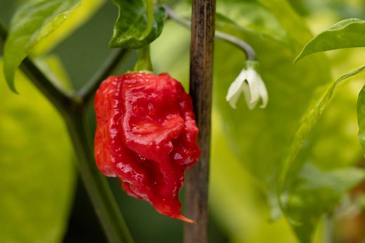 Scoville Scale: How Hot Is a Carolina Reaper?