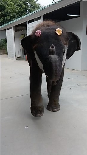 17K views · 573 reactions | Very cute | Angel Angel | Facebook