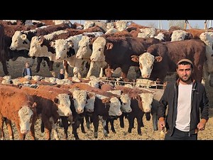 Asakalik Arzonchidan Simental Gereford 🇷🇺Gorniy Altay Narxlarni Sindirdi, 2025