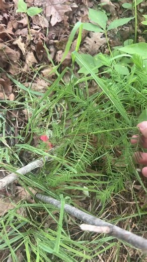 Rain Garden Update in Extreme Drought, Royal Ferns and Cypress