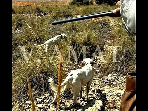 CAZA DE CONEJOS CON SETTER INGLÉS