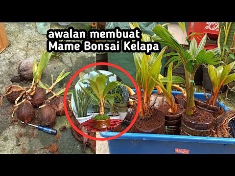 THE EASY WAY TO MAKE A MAME COCONUT BONSAI