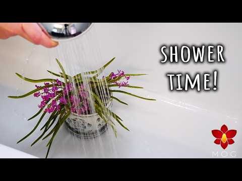 How I shower my Orchids and why? - My routine maintenance