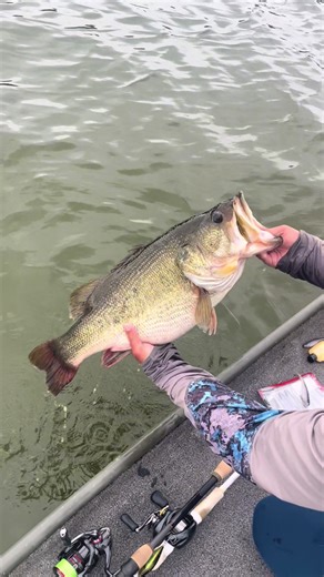 10 GIANT Bass Fishing Release