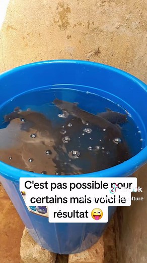 Pisciculture 2.0: Innovations en Côte d'Ivoire et Afrique