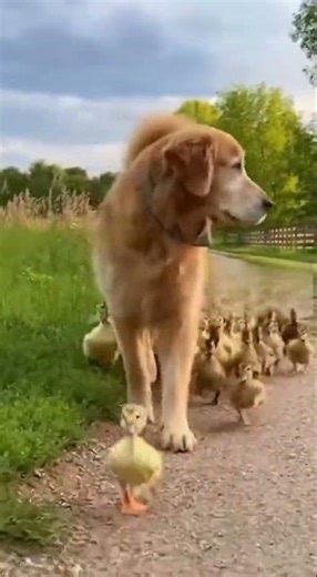 Ducklings Running Behind a Dog 😂🦆🐶 #shorts