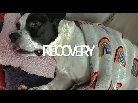 The TPLO Journey: A Dog's Road to Recovery