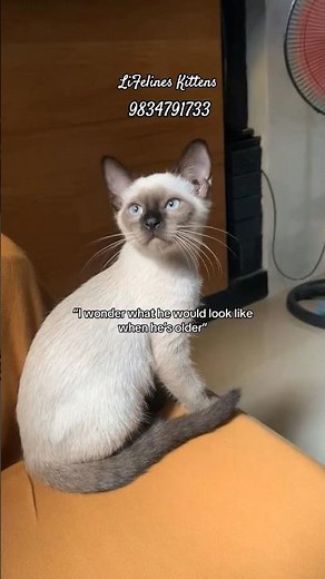 Pure Siamese Cat Price In Bangalore #siamesecat #kochi #mumbai #siamese #siberiancat #ahmedabad #goa