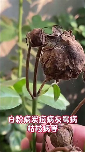 白粉病、黑斑病、灰霉病，一瓶全解决 #园艺 #植物防治