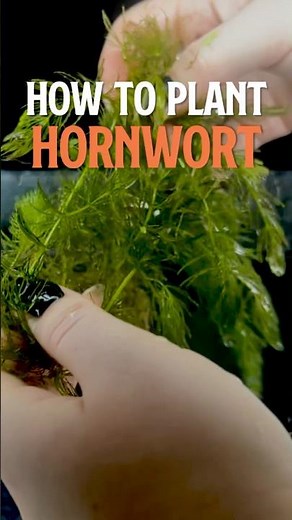 How to Plant Hornwort | Hornwort