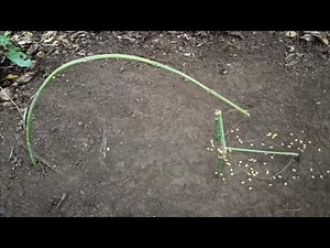 How to make a wild chicken trap with an easy method