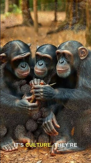 Chimps Have a Stone Age. Right Now.