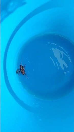 Talking ipis Cockroach 🪳 attack swimming #cockroach#short #shortbeta #shortsvideo #shortvideo