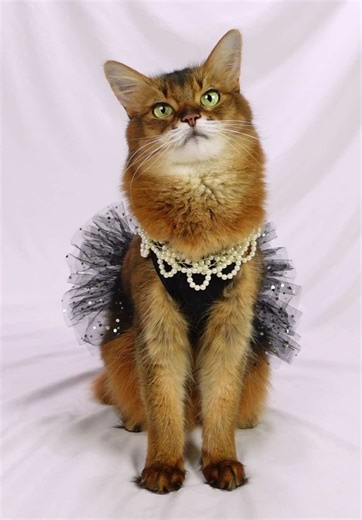 Here is Summer modeling a couple of ensembles…but stick around till the end to see what it’s really like to film a video with her! #catmodel #cutecat #catfashion #funnycat #creatorsearchinsights