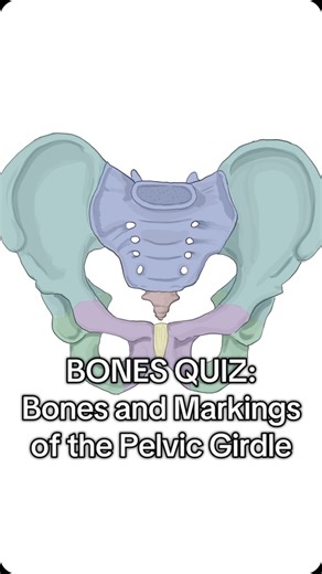 Spry Science on Instagram: "Pelvic Girdle Quiz! Practice the bones and markings of the pelvic girdle! Fun facts: The term “Os Coxae” comes from Latin; “os” means bone, and “coxa” means hip! So “os coxae” refers to the bones of your hip, or pelvis! The term “acetabulum” also comes from Latin; “acetum” means vinegar, and “-bulum” refers to a small cup, so the term “acetabulum,” where the 3 bones of the pelvis meet, literally means vinegar cup! #spryscience #anatomy #anatomyandphysiology #anatomyte