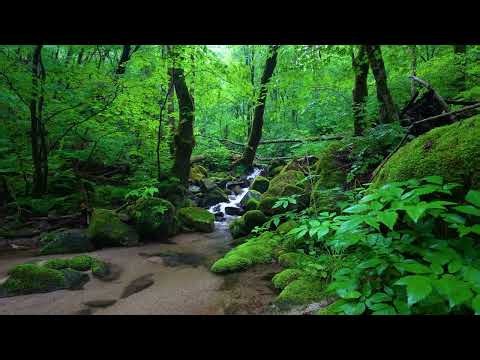 Peaceful Nature Sounds, Relaxing Stream Sounds, Birdsong