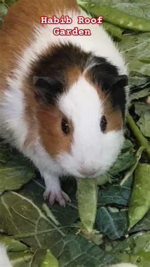 Beautiful guinea pigs.Pets lover. #shorts #nature #birds #guineapig #pets #petlover #gardening