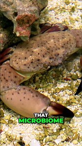 Your Reef Aquarium Can Be Part of This Research | Amphipod Microbiome Study #worldwidecorals