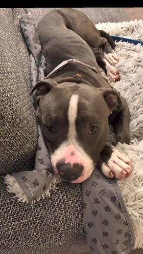 🐾 Help Truffles! 🐾 Truffles is a sweet and loving pup who is looking for a foster or forever home! This adorable dog has so much love to give, and he’s ready to be your loyal companion. Truffles is a bundle of joy, always wagging his tail and ready for an adventure. He loves going for walks, playing fetch, and cuddling up on the couch for some quality snuggle time. Sadly, Truffles hasn’t had the best start in life, but he’s resilient and eager to start fresh with a loving family. With a bit of