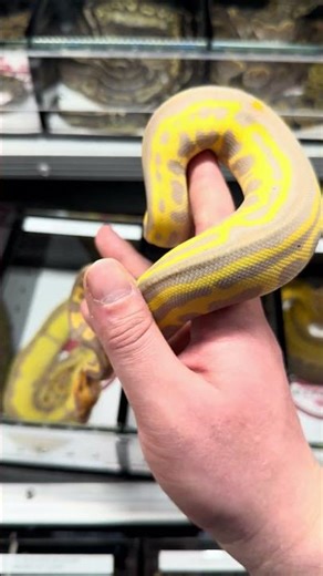 Absolutely beautiful ball python! 🐍 #reptiles #ballpythonmorph #ballpython