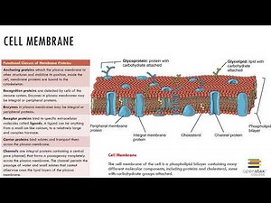 Chapter 3 Recorded Lecture