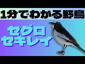【1分で学ぶ野鳥】セグロセキレイの特徴と鳴き声、採餌行動を1分でわかりやすく紹介