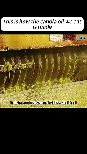 Canola Oil Manufacturing Process Revealed