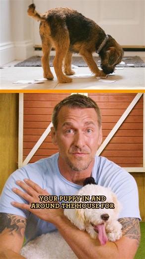 541 reactions · 36 shares | If your algorithm’s already sending you dog content, it might be time to adopt!  Brandon shares his best advice for new dog owners: lead with patience, structure, and love. Building trust takes time, but every moment you invest brings you closer to the bond of a lifetime.  Tune in to Lucky Dog Reunions for more tips from Brandon ! | Lucky Dog | Facebook