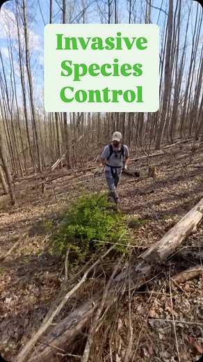 Habitat management is just as much maintenance as it is creation. Removing invasive species from patch clear cuts for grouse encourage native plant communities that benefit the species as well as all wildlife. It’s an incremental, cumulative process, but it’s absolutely one that can make a difference over time! #ruffedgrouse #invasivespecies #nativeplants #nativehabitat #habitatmanagement #wildlifemanagement | Rockin' Chair Ridge