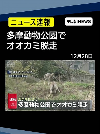 【速報】多摩動物公園でオオカミ脱走 園が捕獲急ぐ 東京・日野市 #テレ朝NEWS #tiktokでニュース