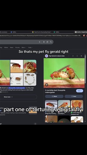 die gerald #fruitfly #coding #techtok #guccimorty #meme | fruit fly brain in computer