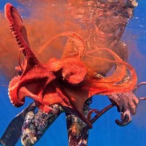 194K views · 3.3K reactions | Strange Ways To Catch Octopus | Ryan Myers Spearfishing | Facebook