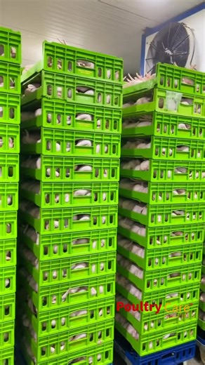 Did you know you can double or even triple your profit simply by processing your chickens? Chicken processing is value addition. Think of live birds as crude oil—the real money is made after refining. PMS, diesel, and aviation fuel don’t come from crude in its raw state; they come from processing. In the same way, when you process your chickens into cut parts and finished products, you move from selling commodities to selling value and that is where higher margins are created. At Poultry Care, w