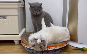 【Bucky&Computer】拼盘猪猪