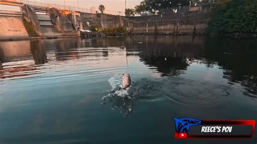 Cobiax on Instagram: "Straight pain. This pig largemouth absolutely annihilated the 3” Mud Minnow by @nolivebaitneeded , and pure chaos broke out. As @cobiaxnick reached behind him for the net, he slipped and went in. What happened next was even worse—his Van Staal VS200 on a custom rod went flying into the water and sank down an alligator-infested 10-foot drop-off. Almost zero hope of getting it back. Somehow we spotted the line, snagged it, and by the grace of the fish gods, we were blessed th