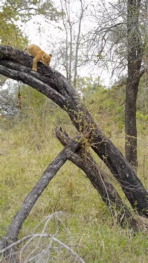 Wild Tanzania on Instagram: "Tanzania is home to some of Africa's most iconic wildlife, including lions, elephants, leopards, cheetahs, giraffes, zebras, and buffalo. Our national parks and reserves offer breathtaking moments of pure nature and real wildlife encounters. Experience the wild beauty of Tanzania. #TanzaniaWildlife #ExploreTanzania #AfricaNature #WildlifeAdventure #waytoafrica"