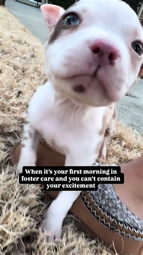 Understanding Merle Coloring in Pit Bull Breeds