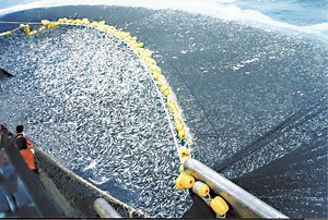 Overfishing - Alchetron, The Free Social Encyclopedia