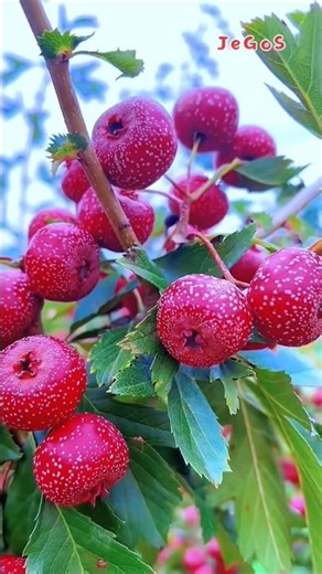 You Might Just Realize… This Is Hawthorn Berry! #naturelovers #fruitlovers #asmr
