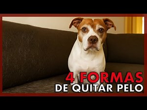 🛋️🐶 4 tricks to remove dog and cat hair from furniture (they work!)