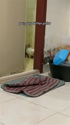 Kucing Eek di Kamar Mandi: Perilaku Lucu Kittens