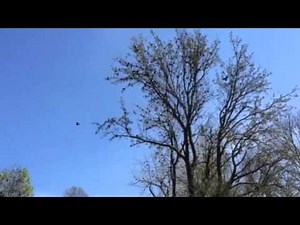 Grackle Flock Hundreds of Birds Singing and Flying Away